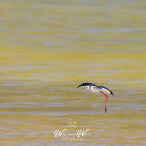 2023-04-21 - Steltkluut<br/>Punta Entinas-Sabinar - San Augustin - Spanje<br/>Canon EOS R5 - 400 mm - f/8.0, 1/500 sec, ISO 400