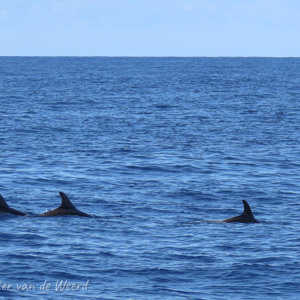 2021-11-02 - Zelfs drie dolfijnen bij elkaar<br/>Zee bij Puerto Rico - Spanje<br/>Canon PowerShot SX70 HS - 32.8 mm - f/5.6, 1/640 sec, ISO 100