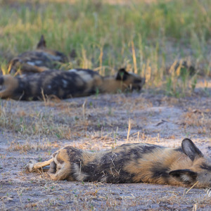 2024-05-01 - De wilde honden lagen heerlijk te slapen<br/>Kwai Lediba Camp - Kwai (Okavango Delta) - Botswana<br/>Canon EOS R6m2 - 400 mm - f/7.1, 1/200 sec, ISO 800