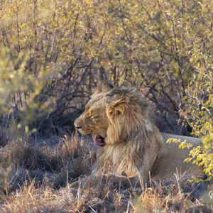 2024-05-07 - Tijd voor een goede wasbeurt<br/>Deception Valley Lodge - Central Kalahari Game Reserve - Botswana<br/>Canon EOS R6m2 - 400 mm - f/6.3, 1/500 sec, ISO 1000
