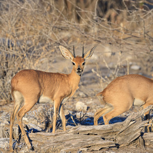 2007-08-20 - Steenbokjes<br/>Etosha NP - Namibie<br/>Canon EOS 30D - 400 mm - f/8.0, 1/500 sec, ISO 200