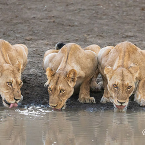 2024-04-27 - Je kon het geslurp duidelijk horen<br/>Chobe NP - Muchenje - Botswana<br/>Canon EOS R6m2 - 321 mm - f/7.1, 0.01 sec, ISO 12800
