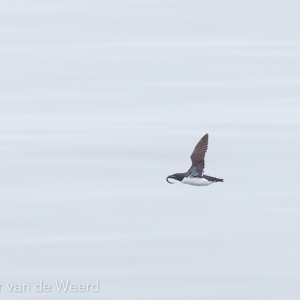 2022-07-20 - Kortbekzeekoet met visje<br/>Spitsbergen<br/>Canon EOS R5 - 400 mm - f/5.6, 1/640 sec, ISO 800