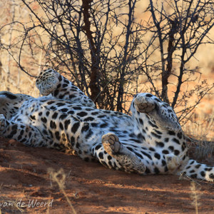 2007-08-22 - TJ was wel een beetje sloom...<br/>Okonjima Lodge / Africat Foundat - Otjiwarongo - Namibie<br/>Canon EOS 30D - 400 mm - f/6.3, 1/500 sec, ISO 400