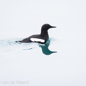 2022-07-19 - Zwarte zeekoet<br/>Torellneset - Spitsbergen<br/>Canon EOS R5 - 349 mm - f/5.6, 1/1250 sec, ISO 800