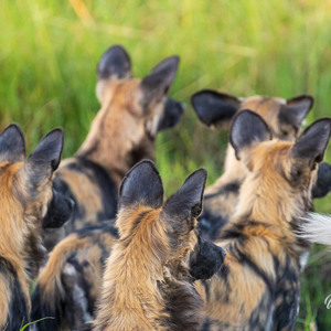 2024-05-01 - Mooi zoals alle oren van de wilde honden dezelfde kant op staan<br/>Kwai Lediba Camp - Kwai (Okavango Delta) - Botswana<br/>Canon EOS R6m2 - 400 mm - f/6.3, 1/320 sec, ISO 6400