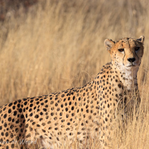 2007-08-23 - Cheetah<br/>Okonjima Lodge / Africat Foundat - Otjiwarongo - Namibie<br/>Canon EOS 30D - 400 mm - f/8.0, 1/800 sec, ISO 200