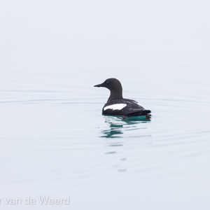 2022-07-19 - Zwarte zeekoet<br/>Torellneset - Spitsbergen<br/>Canon EOS R5 - 400 mm - f/5.6, 1/1600 sec, ISO 800