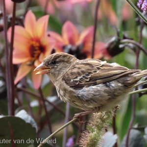 2022-07-26 - Mus<br/><br/>Canon PowerShot SX70 HS - 132.7 mm - f/7.1, 1/320 sec, ISO 400