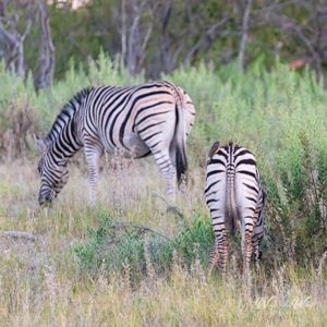 2024-05-02 - Ossenpikker op de bips van de zebra<br/>Moremi Game Reserve - Kwai (Okavango Delta) - Botswana<br/>Canon EOS R6m2 - 400 mm - f/7.1, 1/500 sec, ISO 8000