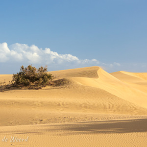 2021-10-26 - Er groeit toch nog wat<br/>Las Dunas de Maspalomas - Maspalomas - Gran Canaria - Spanje<br/>Canon EOS 5D Mark III - 110 mm - f/8.0, 1/200 sec, ISO 200