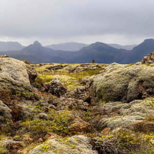 2023-09-10 - Prachtig bemoste rotsen<br/>NP Pingvellier - IJsland<br/>Canon EOS R5 - 97 mm - f/11.0, 0.02 sec, ISO 400