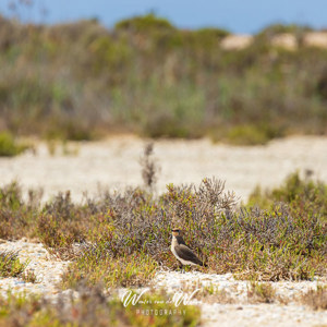 2023-04-21 - Vorkstaartplevier<br/>Punta Entinas-Sabinar - San Augustin - Spanje<br/>Canon EOS R5 - 400 mm - f/8.0, 1/320 sec, ISO 400