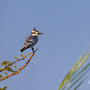 2024-04-27 - Bonte ijsvogel - we hebben deze veel gezien<br/>Zambezi rivier - Victoria Falls - Zimbabwe<br/>Canon EOS R5 - 400 mm - f/7.1, 1/500 sec, ISO 640