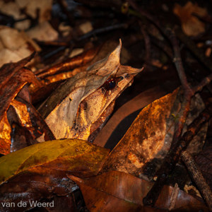 2009-08-21 - Maleisische hoornkikker (Megophrys nasuta, Malayan Horned Frog)<br/>Borneo Rainforest Lodge - Danum Valley - Maleisië<br/>Canon EOS 50D - 85 mm - f/5.0, 1/60 sec, ISO 400