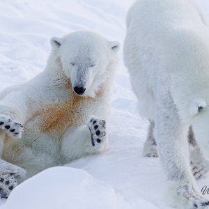 2011-02-10 - Twee ijsberen, lekker in de sneeuw<br/>Ranua Wildlife Park - Ranua - Finland<br/>Canon EOS 7D - 300 mm - f/3.5, 1/800 sec, ISO 200