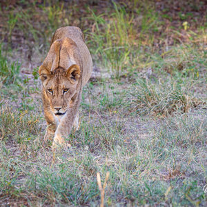 2024-04-27 - Leeuwin op pad<br/>Chobe NP - Muchenje - Botswana<br/>Canon EOS R6m2 - 248 mm - f/7.1, 1/320 sec, ISO 2000