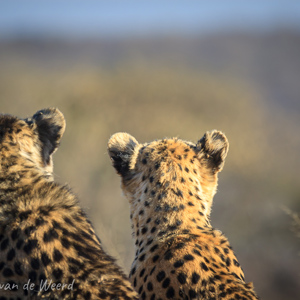 2007-08-23 - Pluizige oortjes<br/>Okonjima Lodge / Africat Foundat - Otjiwarongo - Namibie<br/>Canon EOS 30D - 400 mm - f/5.6, 1/400 sec, ISO 200