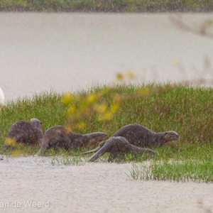 2009-08-05 - 5 van de totaal 9 otters<br/>Kuala Selangor NP - Kuala Selangor - Maleisië<br/>Canon EOS 50D - 400 mm - f/5.6, 1/640 sec, ISO 640