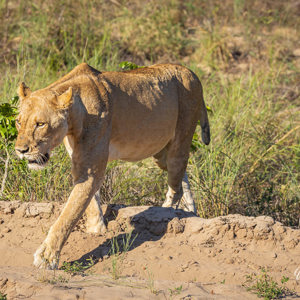 2024-04-27 - Ze trokken zich weinig aan van ons<br/>Chobe NP - Muchenje - Botswana<br/>Canon EOS R6m2 - 200 mm - f/7.1, 1/250 sec, ISO 200