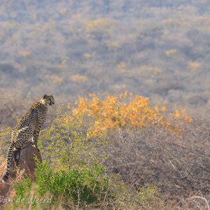 2007-08-23 - Mooie uitkijk-rots voor de cheetah<br/>Okonjima Lodge / Africat Foundat - Otjiwarongo - Namibie<br/>Canon EOS 30D - 400 mm - f/8.0, 1/250 sec, ISO 200