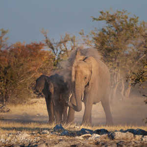 2007-08-17 - Na het waterdrinken nog even een stofbad<br/>Etosha NP - Namibie<br/>Canon EOS 30D - 400 mm - f/5.6, 1/800 sec, ISO 200