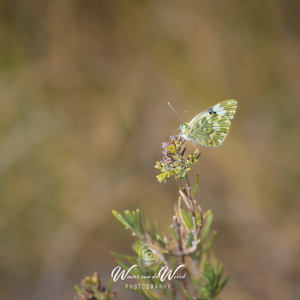 2023-04-28 - Vlindertje, maar welke?<br/>Ruta del desierto de Gorafe - Gorafe - Spanje<br/>Canon EOS R5 - 400 mm - f/5.6, 1/1600 sec, ISO 400