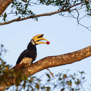 2009-08-19 - Bonte Neushoornvogel (Anthracoceros albirostris, Oriental Pied-H<br/>Kinabatangan rivier - Sukua - Maleisië<br/>Canon EOS 50D - 400 mm - f/5.6, 1/640 sec, ISO 400