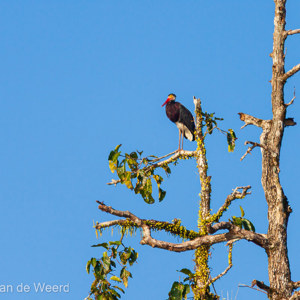 2009-08-19 - Soendaooievaar (Ciconia stormi, Storms stork)<br/>Kinabatangan rivier - Sukua - Maleisië<br/>Canon EOS 50D - 400 mm - f/5.6, 1/800 sec, ISO 100