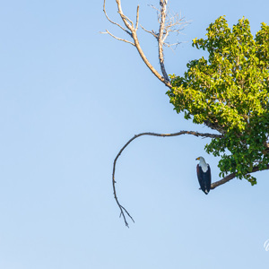 2024-04-30 - Afrikaanse visarend<br/>Kala Camp - Okavango Delta - Botswana<br/>Canon EOS R6m2 - 400 mm - f/7.1, 1/400 sec, ISO 800