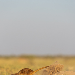 2024-05-04 - Gravend op zoek naar wat lekker eetbaars<br/>Makgadikgadi NP - Gweta - Botswana<br/>Canon EOS R6m2 - 321 mm - f/7.1, 1/320 sec, ISO 160