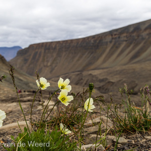 2022-07-21 - Bloemetjes fleuren de bruine bergen op<br/>Sarkofagen - Lonngyearbyen - Spitsbergen<br/>Canon EOS R5 - 24 mm - f/8.0, 1/250 sec, ISO 400