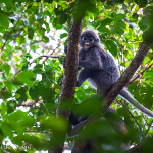 2009-08-12 - Brillangoer (Trachypithecus Obscurus, Dusky Leaf Monkey)<br/>Botanische tuin - Ayer Keroh - Maleisië<br/>Canon EOS 50D - 400 mm - f/5.6, 1/200 sec, ISO 1250