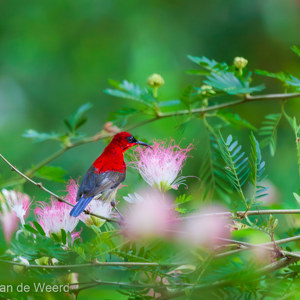 2009-08-17 - Geelrughoningzuiger (Aethopyga siparaja, Crimson Sunbird)<br/>Hotel Sepilok Nature Resort - Sandakan - Maleisië<br/>Canon EOS 50D - 400 mm - f/5.6, 1/160 sec, ISO 1600