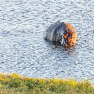 2024-04-28 - Nijlpaard<br/>Chobe NP - Muchenje - Botswana<br/>Canon EOS R6m2 - 400 mm - f/5.6, 1/500 sec, ISO 1600
