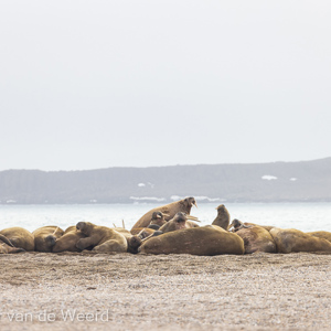 2022-07-18 - Het is er nooit helemaal rustig in een groep walrussen<br/>Torellneset - Spitsbergen<br/>Canon EOS R5 - 400 mm - f/7.1, 1/640 sec, ISO 400