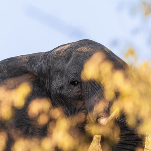 2024-05-06 - Oogcontact tussen de struikjes door<br/>Deception Valley Lodge - Central Kalahari Game Reserve - Botswana<br/>Canon EOS R6m2 - 400 mm - f/8.0, 1/320 sec, ISO 800