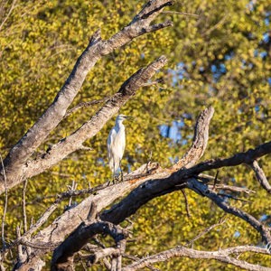 2024-05-02 - Witte reiger<br/>Kwai rivier - Kwai (Okavango Delta) - Botswana<br/>Canon EOS R5 - 400 mm - f/7.1, 1/400 sec, ISO 400