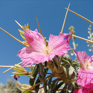 2007-08-09 - Een beetje kleur in het landschap<br/>Onderweg - Lüderitz - Betta - Namibie<br/>Canon PowerShot S2 IS - 6 mm - f/4.0, 1/800 sec, ISO 50