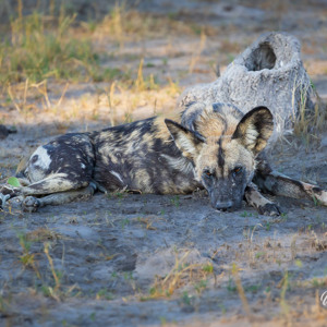 2024-05-01 - Wilde hond<br/>Kwai Lediba Camp - Kwai (Okavango Delta) - Botswana<br/>Canon EOS R6m2 - 400 mm - f/7.1, 1/500 sec, ISO 2000