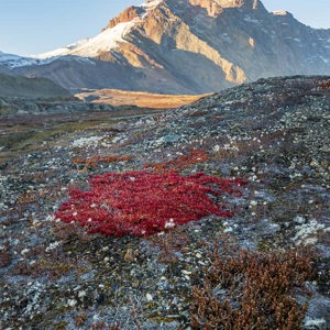 2023-09-17 - De Alpenberendruif (alpine bearberry) kleurt prachitg rood<br/>Eagle’s Nest - Ella Island - Groenland<br/>Canon EOS R6m2 - 35 mm - f/5.6, 1/800 sec, ISO 200