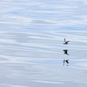 2022-07-20 - Noordse stormvogel in spiegelbeeld<br/>Spitsbergen<br/>Canon EOS R5 - 400 mm - f/5.6, 1/2500 sec, ISO 800