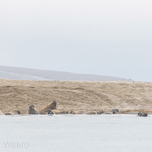 2022-07-19 - De ijsbeer heeft wel zin in een hapje walrus<br/>Torellneset - Spitsbergen<br/>Canon EOS R5 - 400 mm - f/5.6, 1/1250 sec, ISO 400