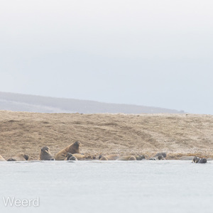 2022-07-19 - De ijsbeer heeft wel zin in een hapje walrus<br/>Torellneset - Spitsbergen<br/>Canon EOS R5 - 400 mm - f/5.6, 1/1250 sec, ISO 400