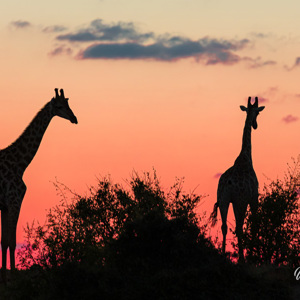 2024-04-27 - Giraf-silhouetten bij zonsondergang<br/>Chobe NP - Muchenje - Botswana<br/>Canon EOS R6m2 - 400 mm - f/7.1, 1/500 sec, ISO 1000