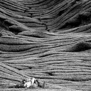2009-08-06 - In zwart-wit ook mooi?<br/>Sungei Palas Tea Estate - Brinchang - Maleisië<br/>Canon EOS 50D - 85 mm - f/11.0, 0.02 sec, ISO 200