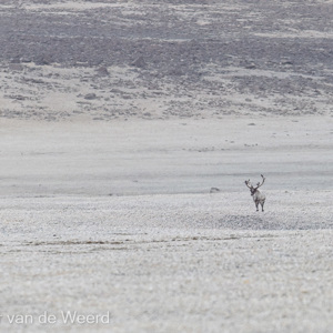 2022-07-18 - Ingezoomd op het rendier<br/>Torellneset - Spitsbergen<br/>Canon EOS R5 - 400 mm - f/5.6, 1/2000 sec, ISO 400