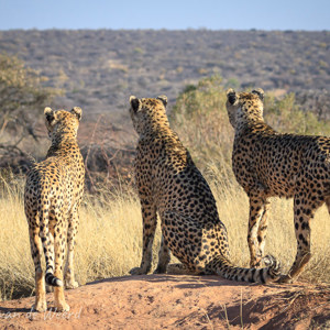 2007-08-23 - Zouden ze een prooi zien?<br/>Okonjima Lodge / Africat Foundat - Otjiwarongo - Namibie<br/>Canon EOS 30D - 105 mm - f/5.6, 1/800 sec, ISO 200