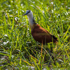 2024-04-28 - Afrikaanse jacana<br/>Chobe NP - Muchenje - Botswana<br/>Canon EOS R6m2 - 400 mm - f/7.1, 1/500 sec, ISO 320
