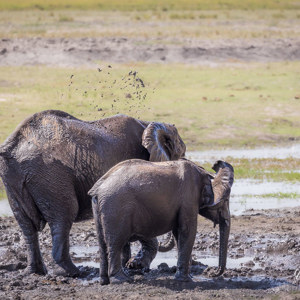 2024-04-28 - Gooien met modder<br/>Chobe NP - Muchenje - Botswana<br/>Canon EOS R6m2 - 321 mm - f/7.1, 1/400 sec, ISO 400